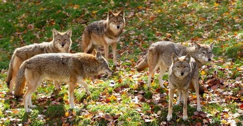coyotes animal hunt in packs